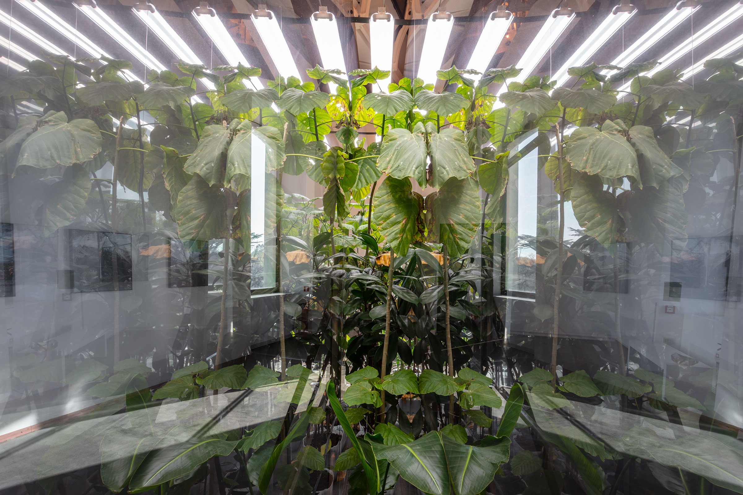 Henrik Hu00e5kansson, Untitled (Green Corridor), 2024